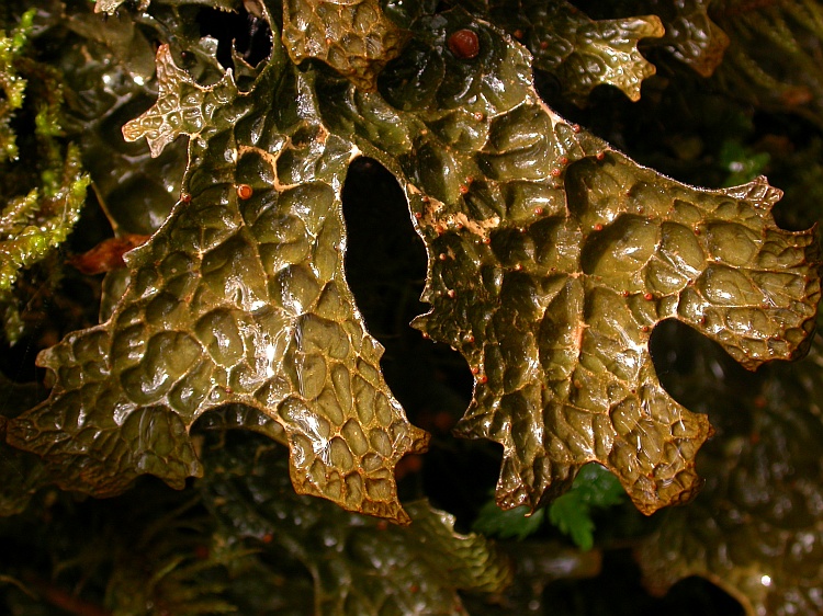 Lobaria kurokawae from Bhutan 