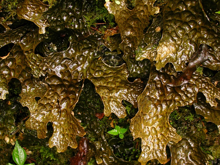 Lobaria kurokawae from Bhutan 