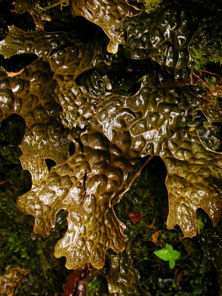 Lobaria kurokawae from Bhutan 