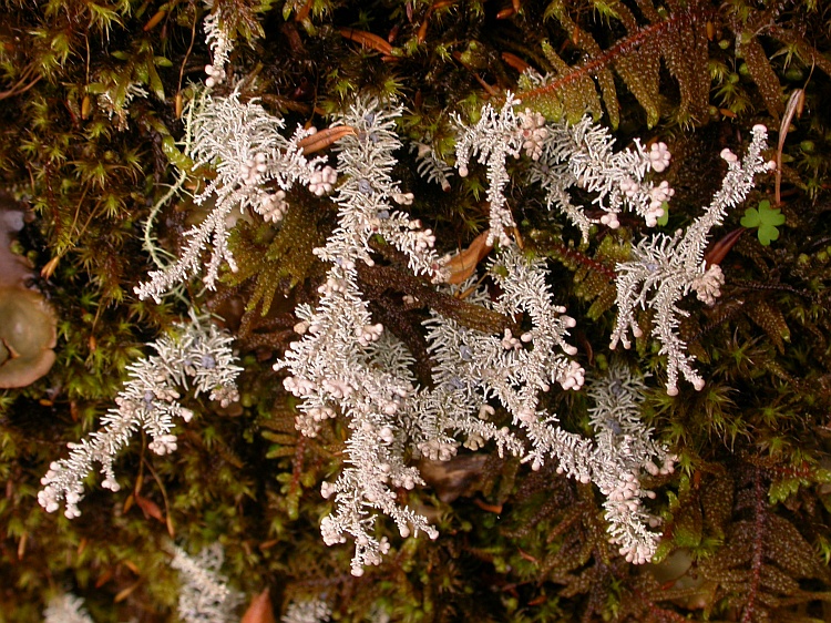 Stereocaulon massartianum from Bhutan 