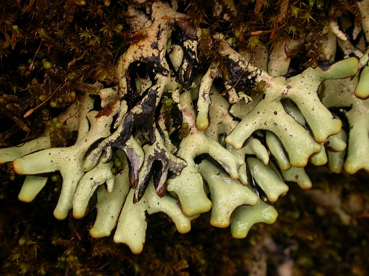 Hypogymnia hypotrypa from Bhutan c.f. (identification not certain)
