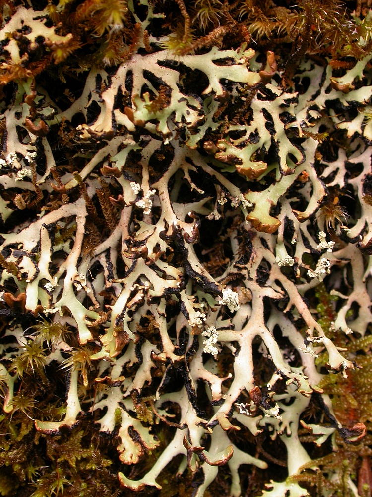 Hypogymnia vittata from Bhutan 