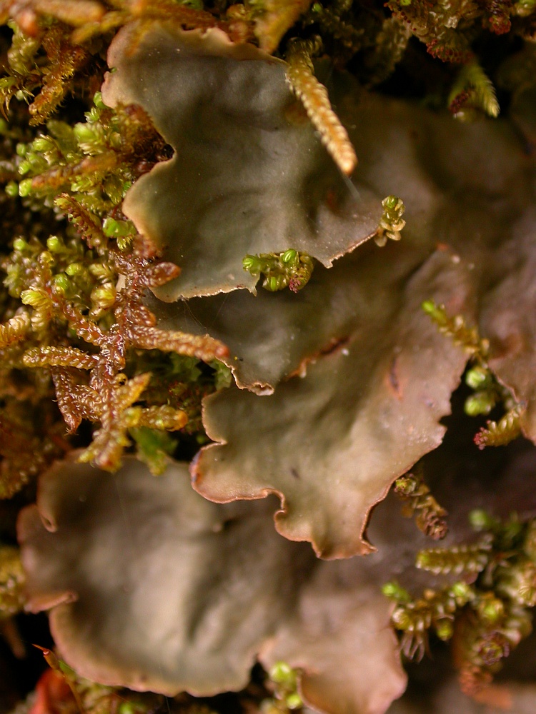 Nephroma helveticum from Bhutan 