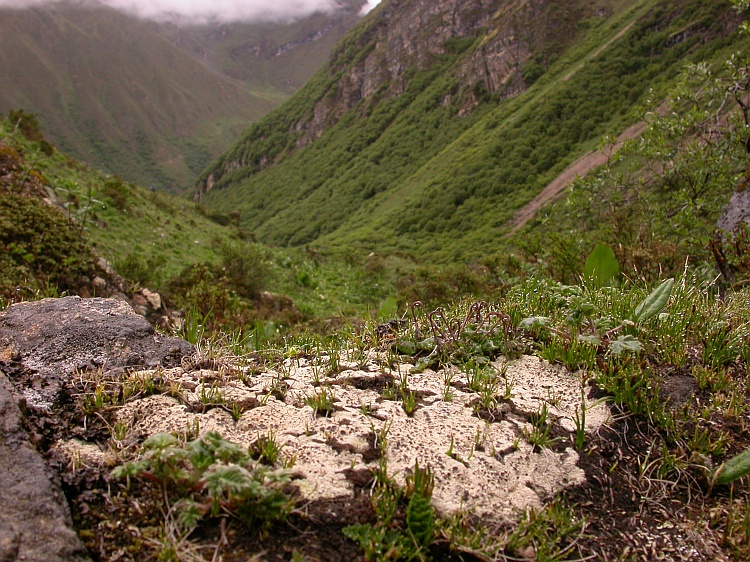 Diploschistes gypsaceus from Bhutan 