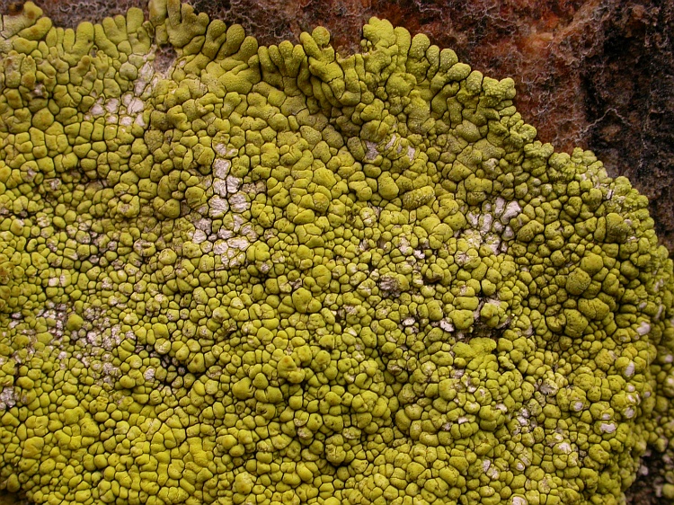 Ioplaca pindarensis from Bhutan 