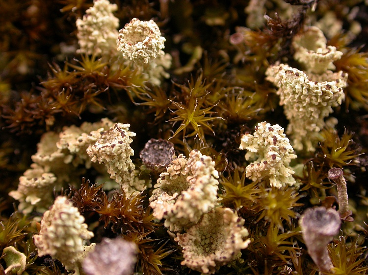 Cladonia coccifera from Bhutan 