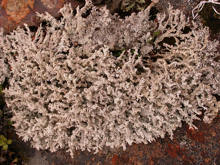 Stereocaulon myriocarpum from Bhutan 