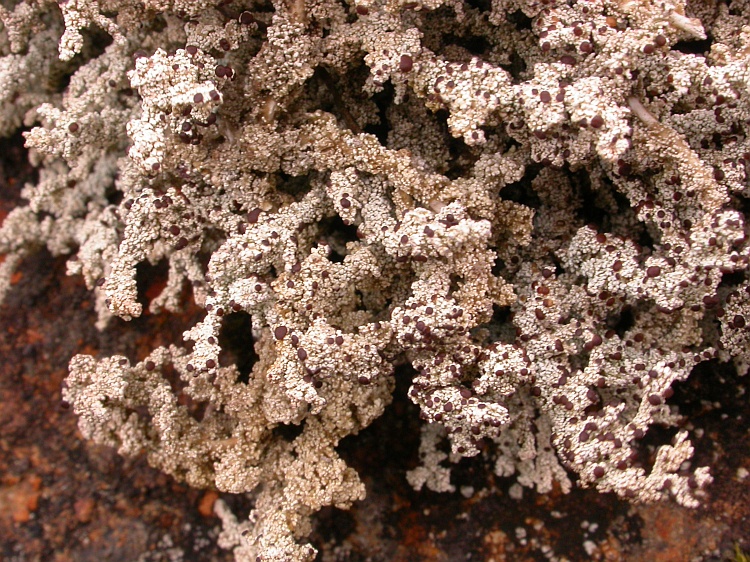 Stereocaulon myriocarpum from Bhutan 