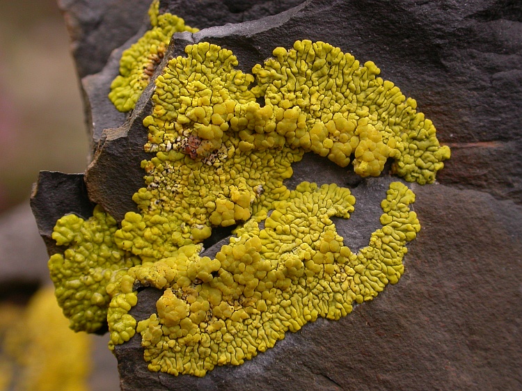 Pleopsidium chlorophanum from Bhutan 