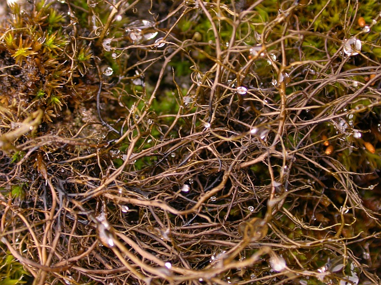 Bryoria nitidula from Bhutan 