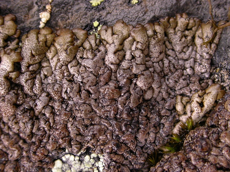 Hypogymnia pseudobitteriana from Bhutan 