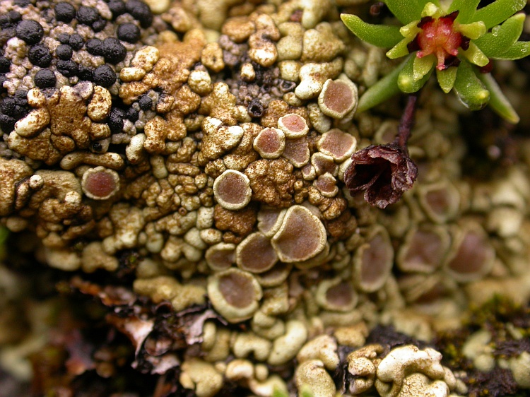 Lecanora chondroderma from Bhutan 