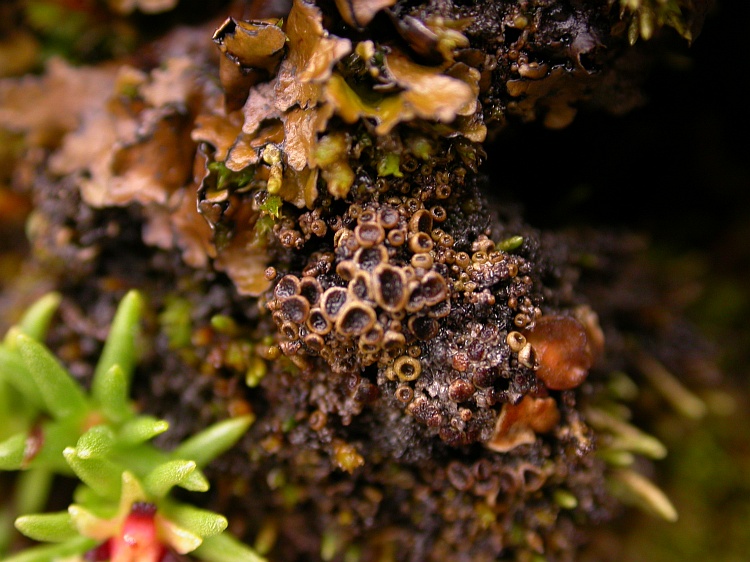 Protopannaria pezizoides from Bhutan 