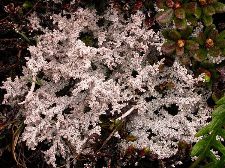 Stereocaulon myriocarpum from Bhutan 