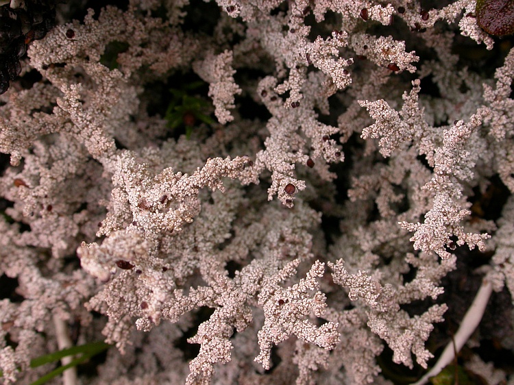 Stereocaulon myriocarpum from Bhutan 