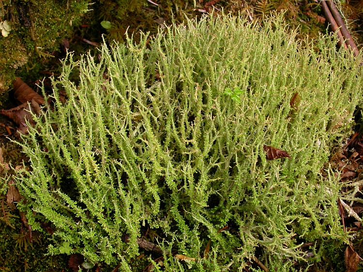 Cladonia scabriuscula from Bhutan 