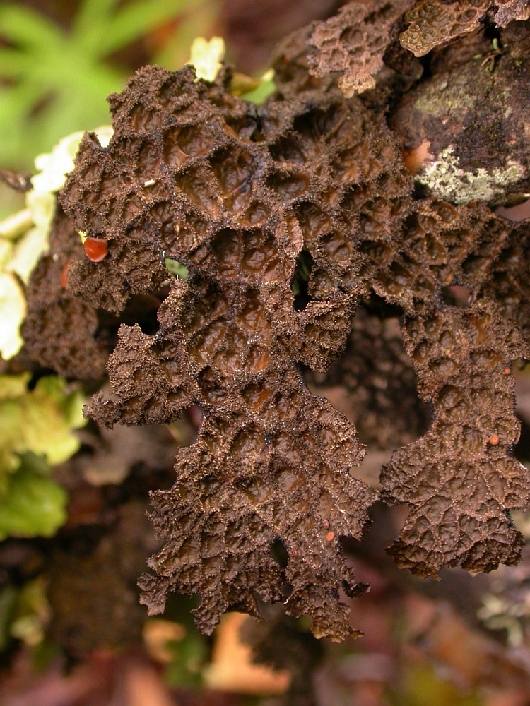 Lobaria retigera from Bhutan 