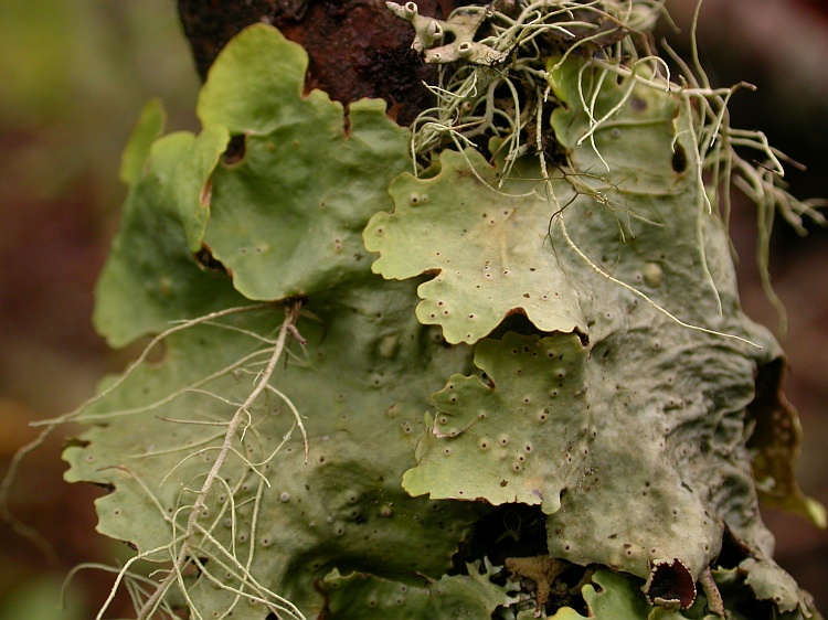 Lobaria quercizans from Bhutan 