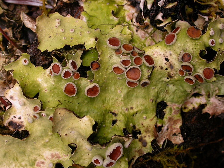 Lobaria quercizans from Bhutan 