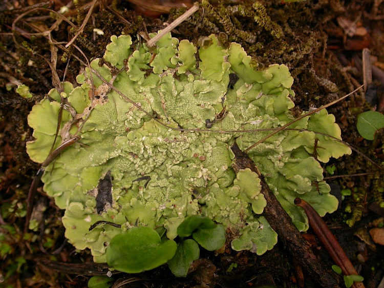 Baeomyces placophyllus from Bhutan 