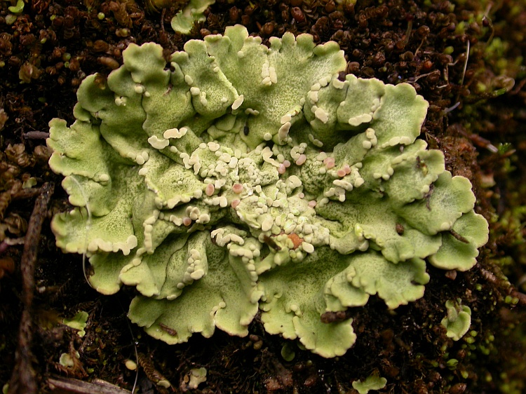 Baeomyces placophyllus from Bhutan 