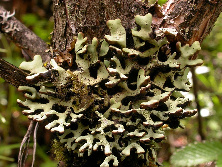 Hypogymnia hypotrypa from Bhutan 