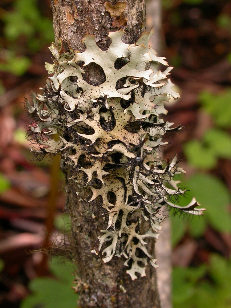 Everniastrum nepalense from Bhutan 