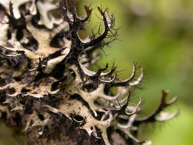 Everniastrum nepalense from Bhutan 