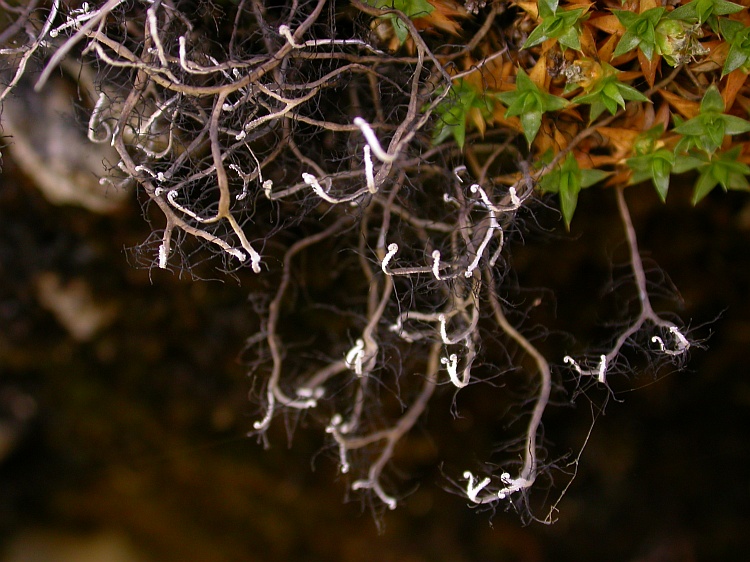 Heterodermia verrucifera from Bhutan 