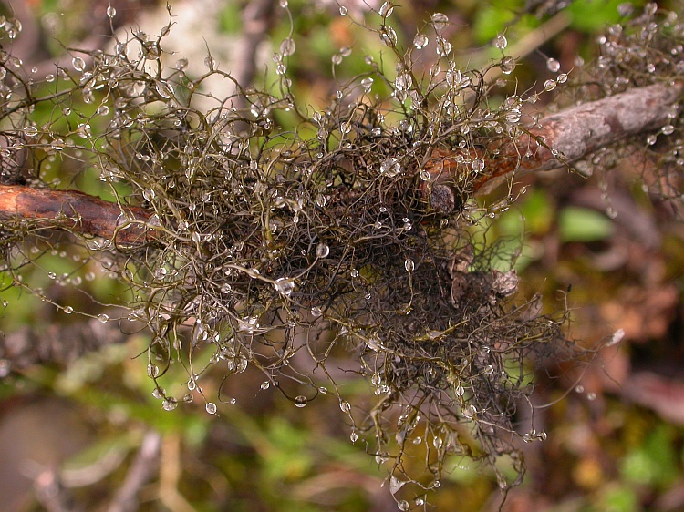 Bryoria nepalensis from Bhutan 