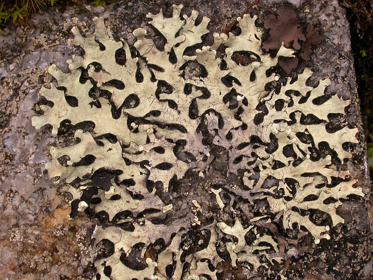 Hypotrachyna sinuosa from Bhutan 