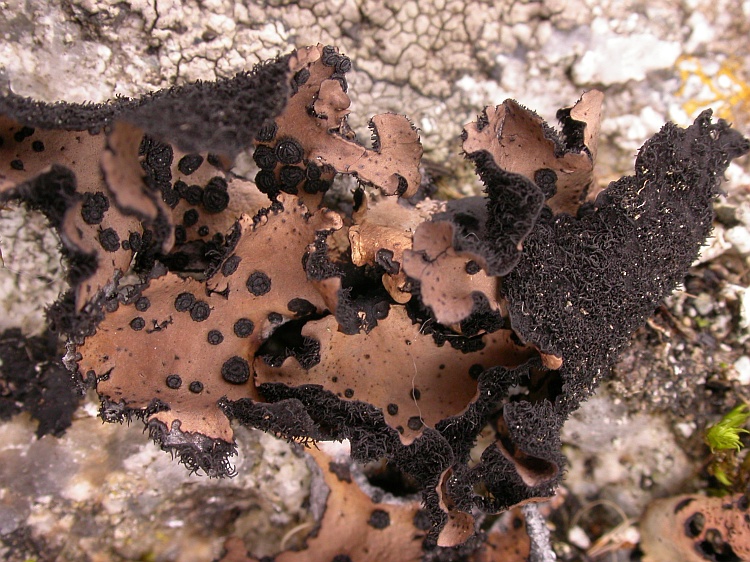 Umbilicaria indica from Bhutan 