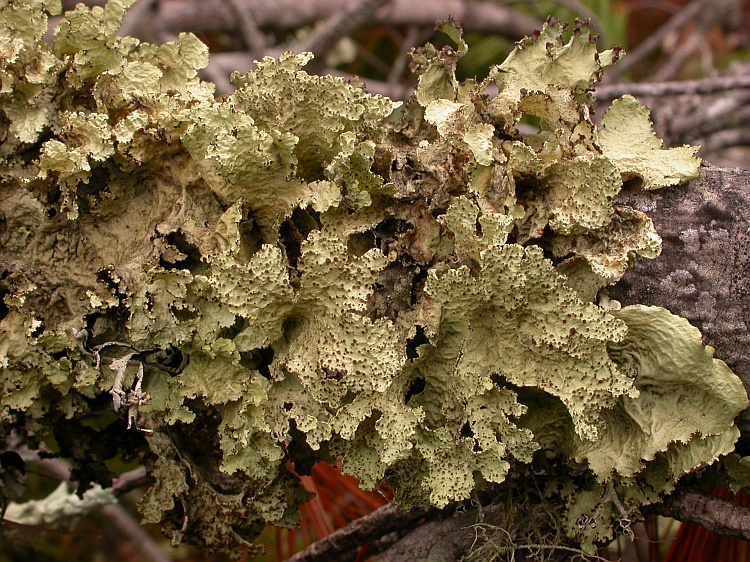 Nephromopsis pallescens from Bhutan 