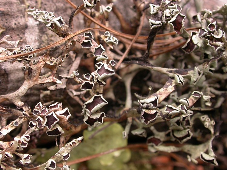 Everniastrum nepalense from Bhutan 