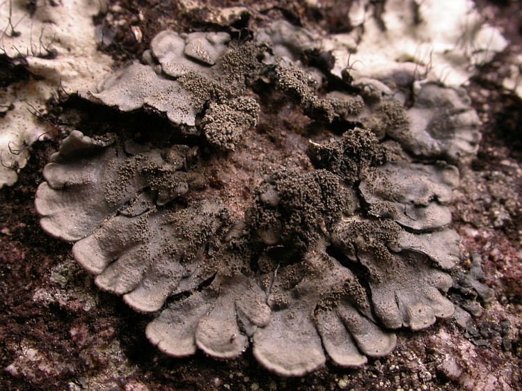 Coccocarpia palmicola from Bhutan 