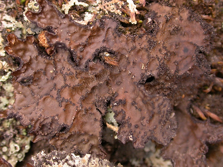 Lobaria retigera from Bhutan 