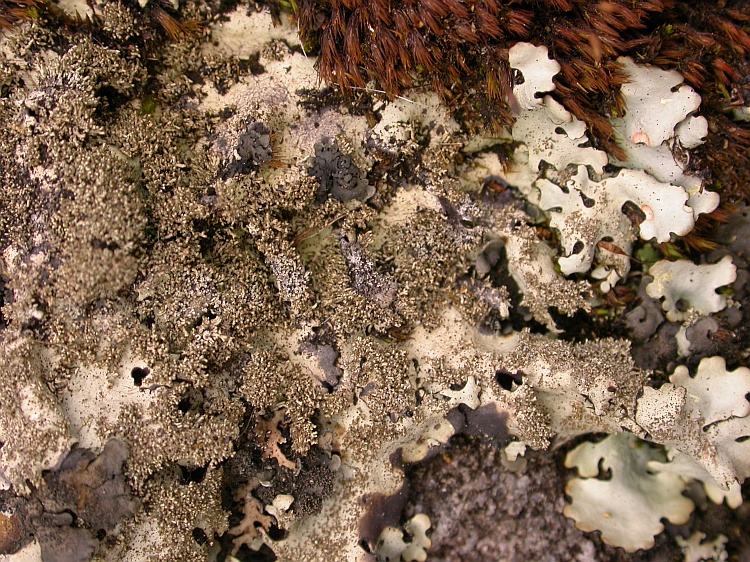 Parmelinopsis minarum from Bhutan c.f. (identification not certain)