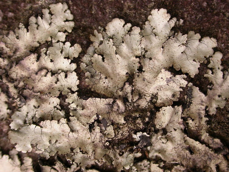 Parmotrema rampoddense from Bhutan 