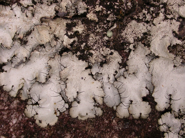 Parmotrema rampoddense from Bhutan 