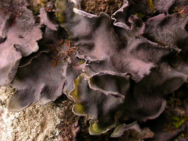 Leptogium trichophorum from Bhutan c.f. (identification not certain)