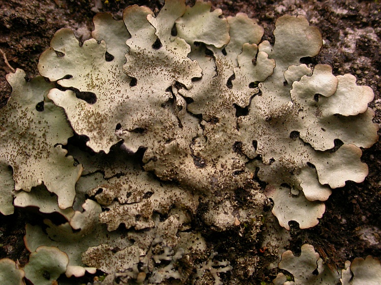 Hypotrachyna costaricensis from Bhutan c.f. (identification not certain)