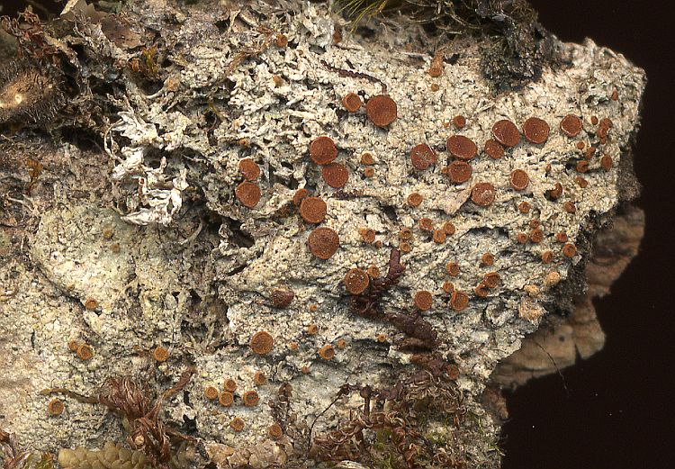 Brigantiaea ferruginea from Taiwan leg. Sparrius 6165