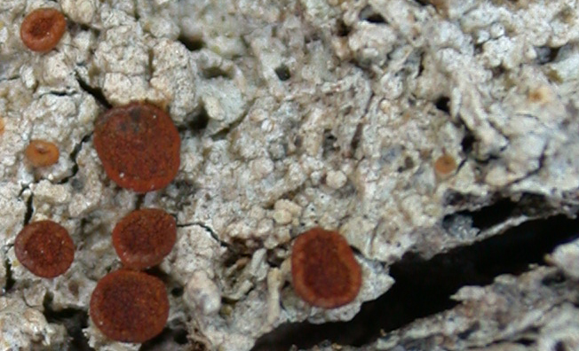 Brigantiaea ferruginea from Taiwan (ABL)