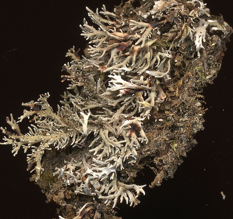 Bunodophoron formosanum from Taiwan leg. Sparrius 6071