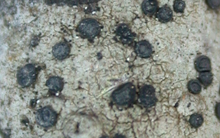 Buellia erubescens from China, Yunnan (ABL)