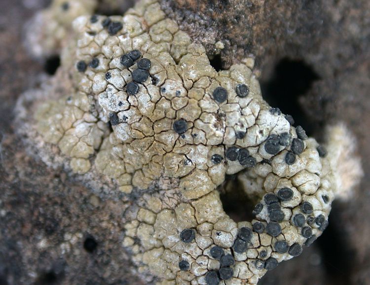 Buellia galapagona from Ecuador, Galápagos 