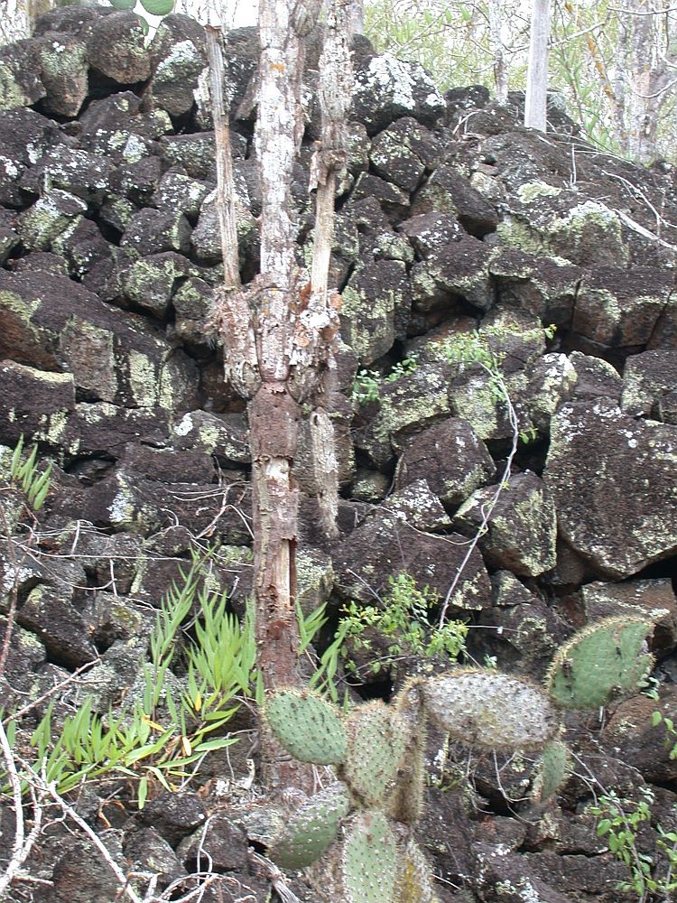 Buellia mamillana from Ecuador, Galápagos, Tortuga On lava
