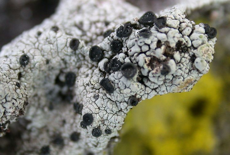 Buellia mamillana from Ecuador, Galápagos 