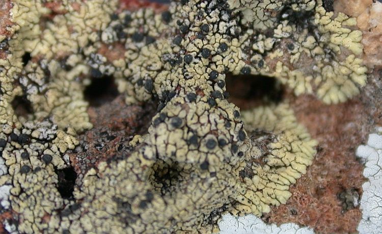 Buellia straminea from Ecuador, Galápagos 