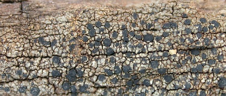 Buellia xylographella from Ecuador, Galápagos 